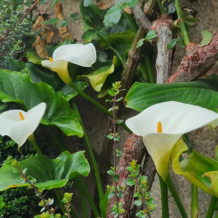 Casa Gloria Ardisana